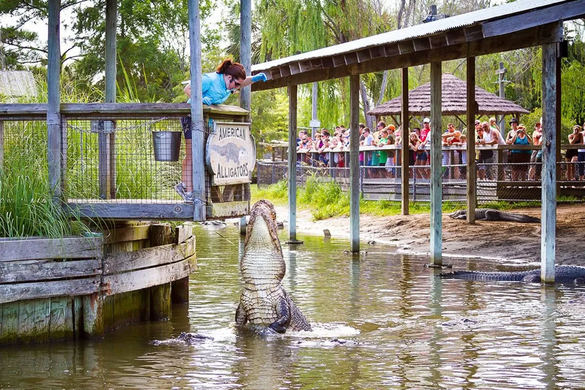 An engaging scene at Alligator Adventure with an alligator, a zookeeper presenting to a crowd of families, and water in the background. Children and adults watch closely as the zookeeper educates the audience, creating a sense of excitement and learning.